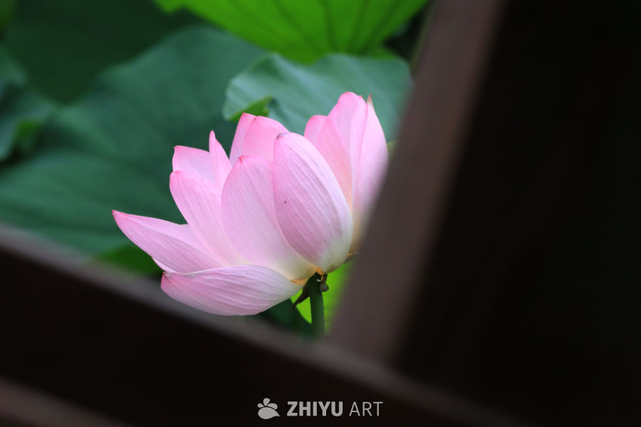 荷花 48