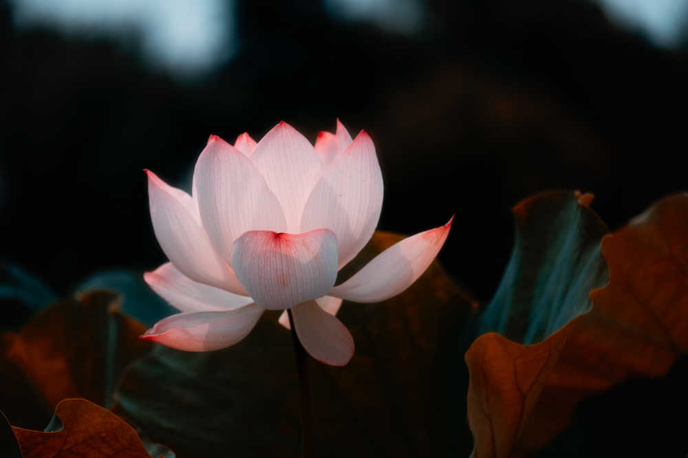 夏·荷