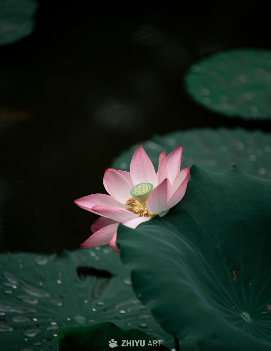 荷花 2