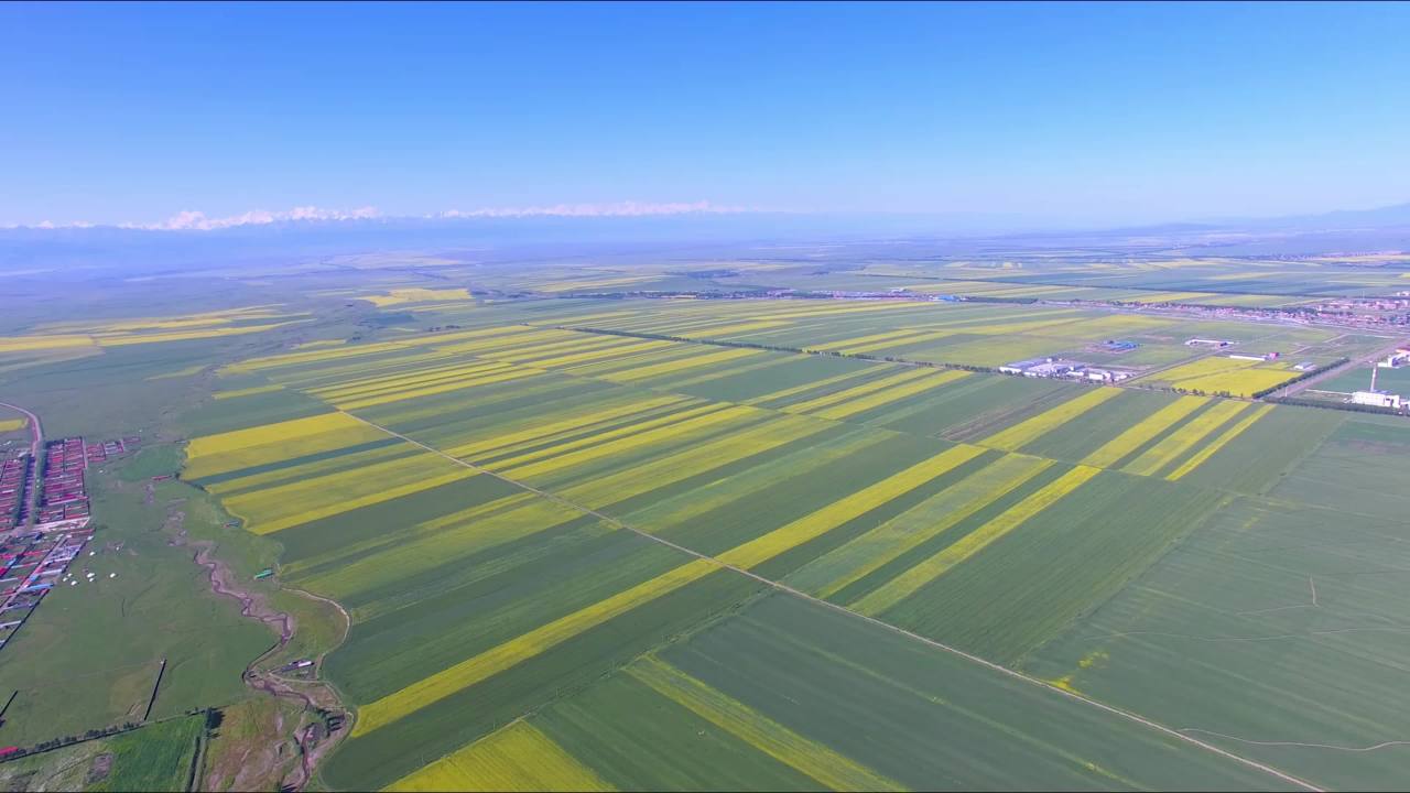 油菜花