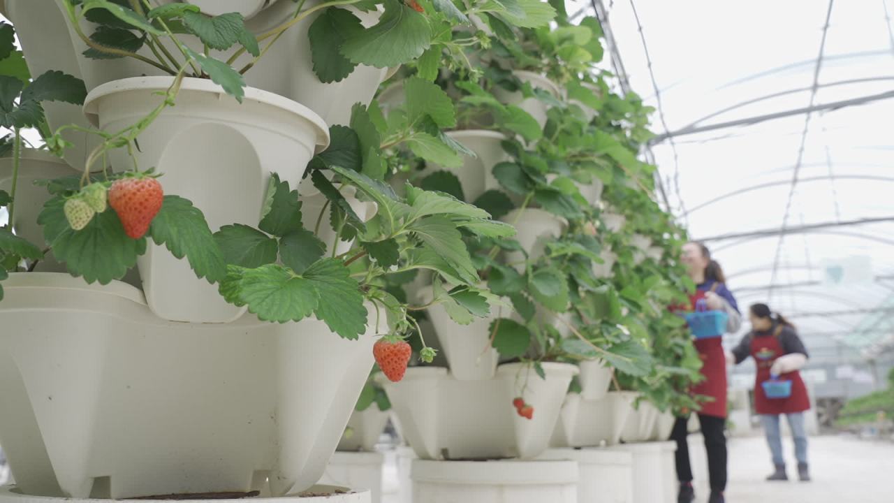 温室草莓 14