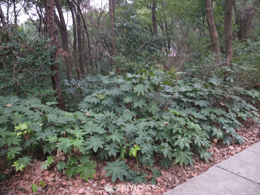 植物 31