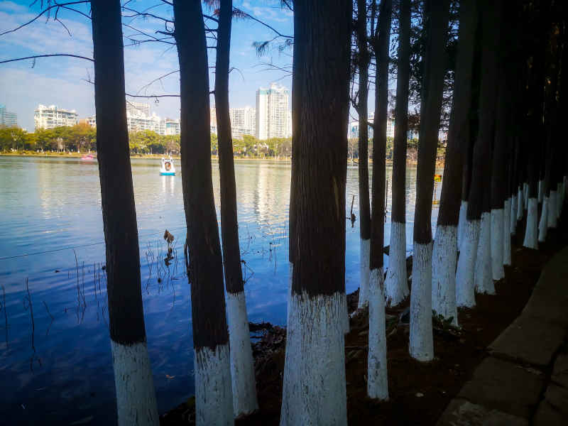 笔直树木水杉植物摄影图  