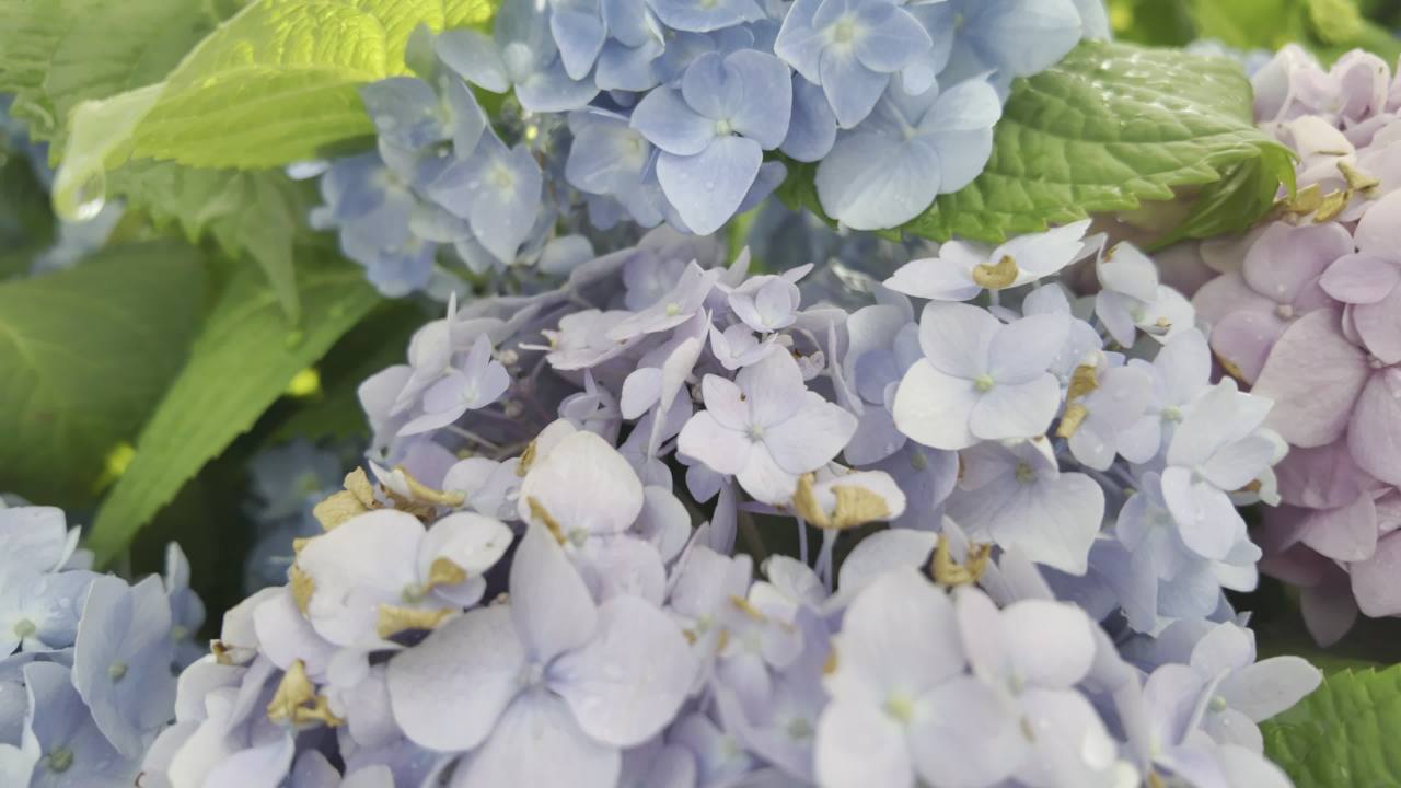 园林里的花花草草2 17
