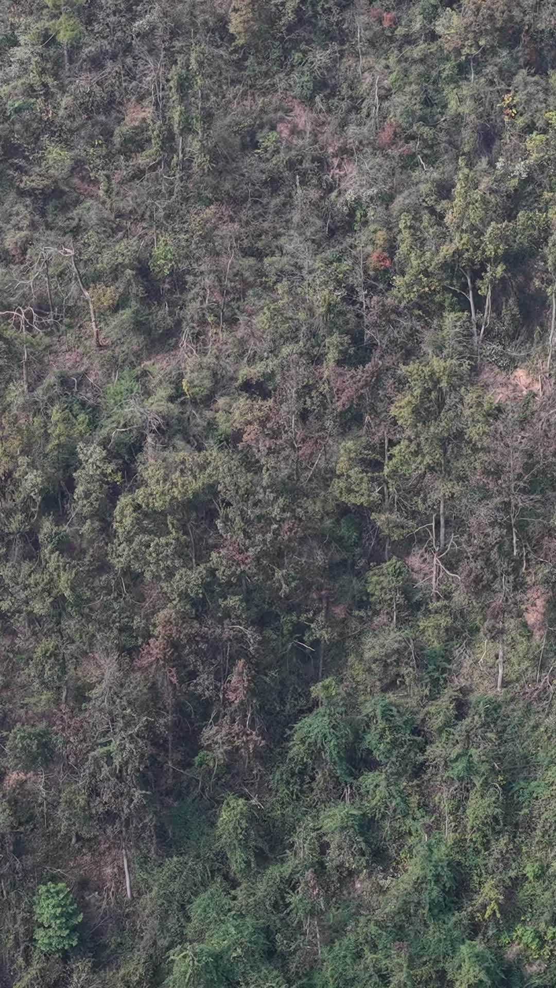 竖版航拍秋天森岭枯黄植物树枝树叶 (6)