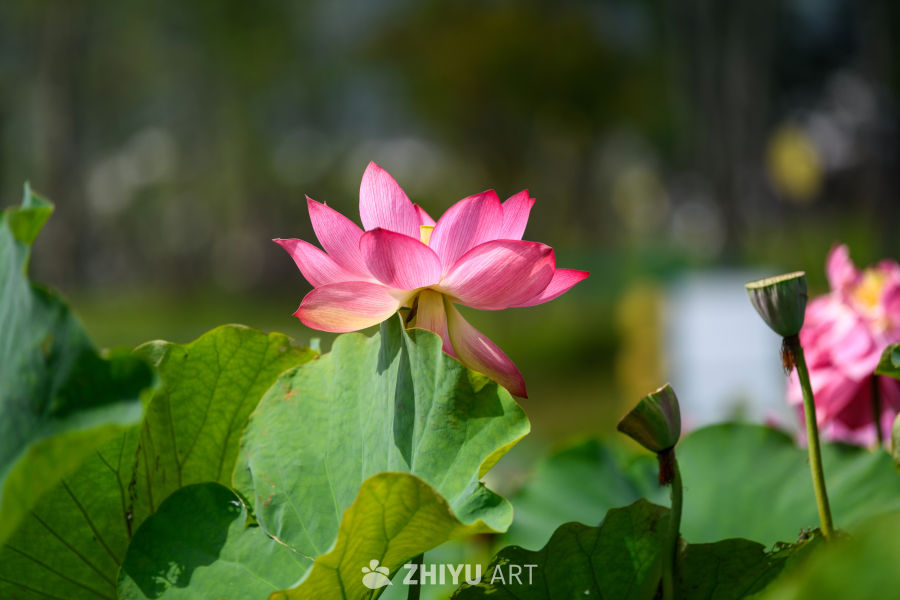 夏日荷花盛开 1