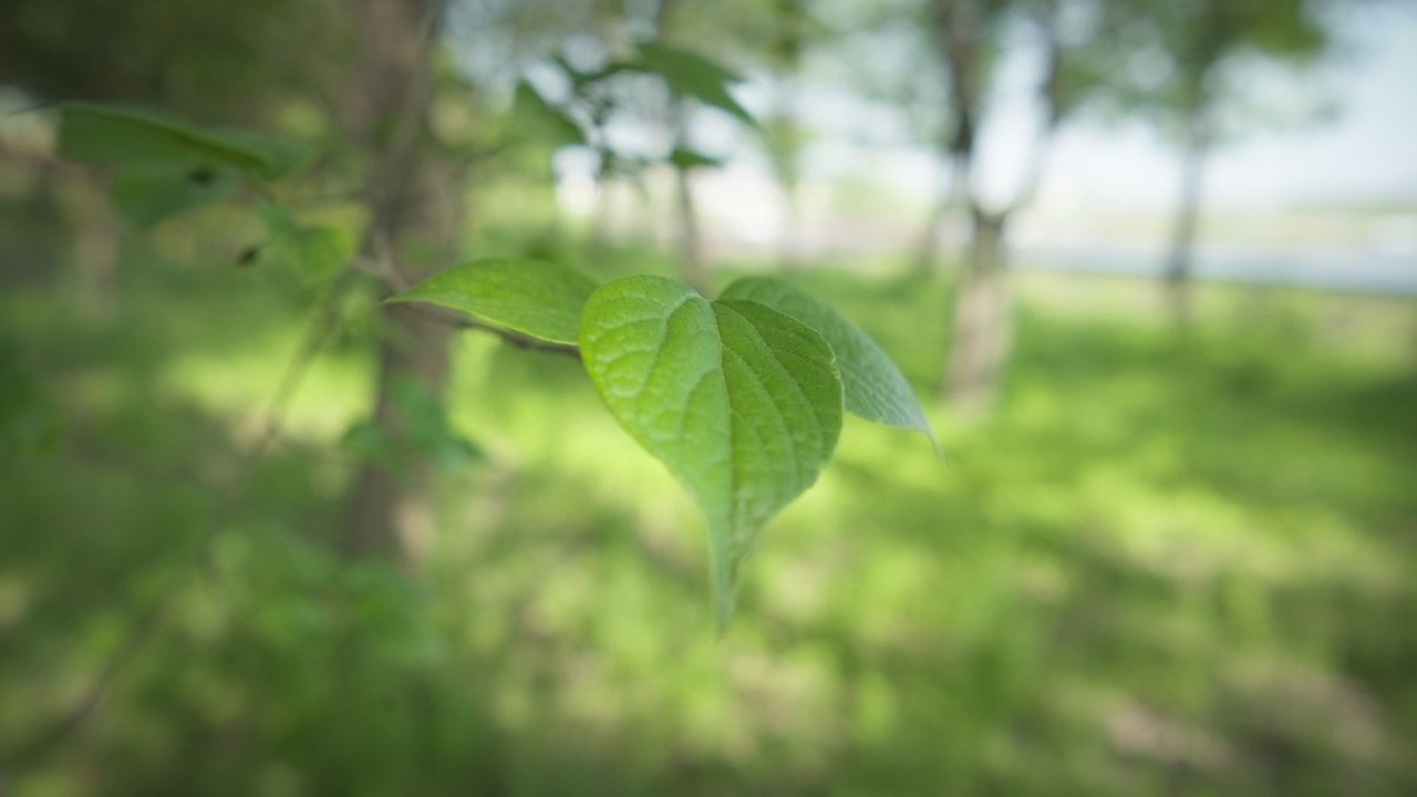 植物树木树叶绿色 26