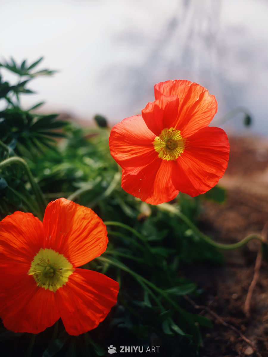 春天就是要拍花