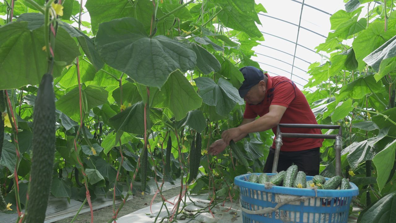 黄瓜种植 19