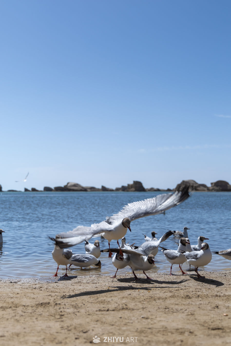 冷湖雅丹里的海鸥