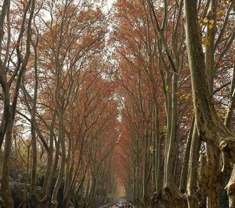 梧桐大道