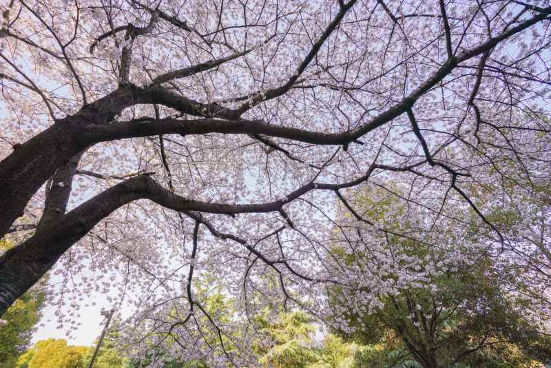 小区里的樱花树 13