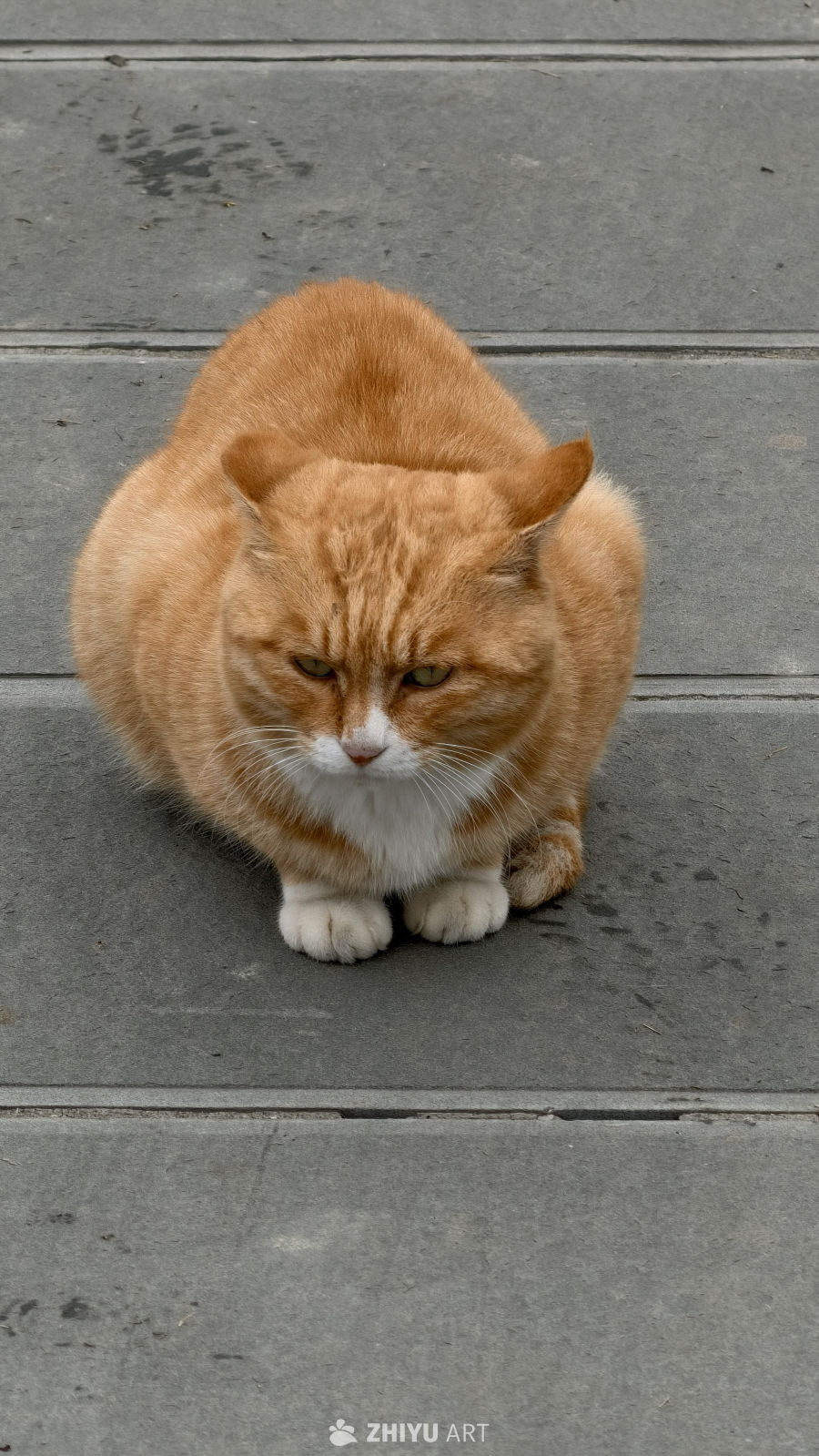 橘猫的日常萌态