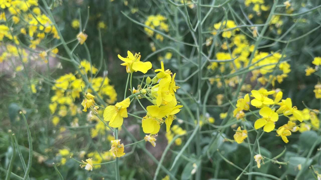 蜜蜂 油菜花 1