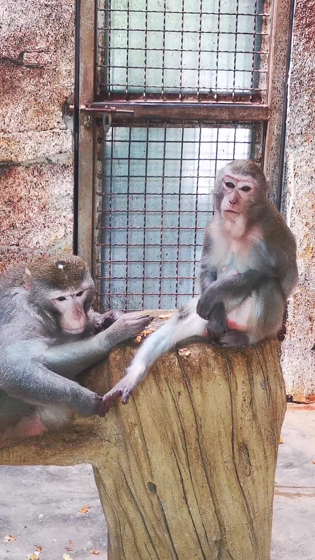 猴子的日常清洁时光