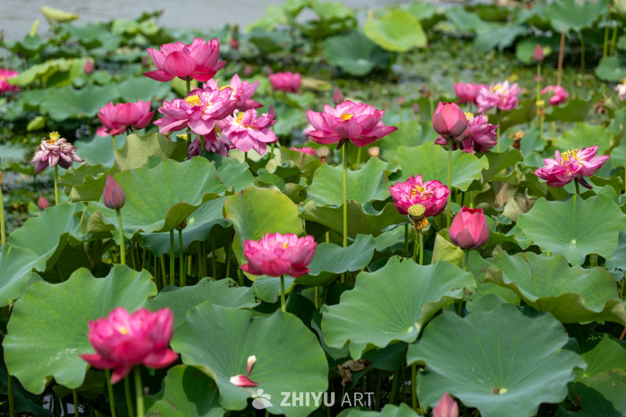 荷花 177
