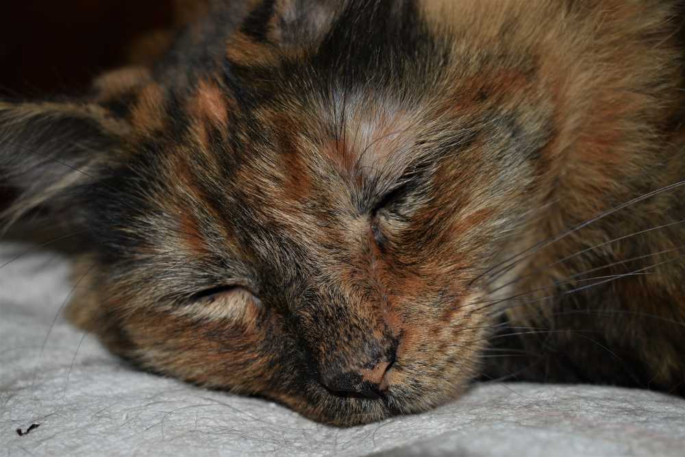 猫猫的睡眠棕色