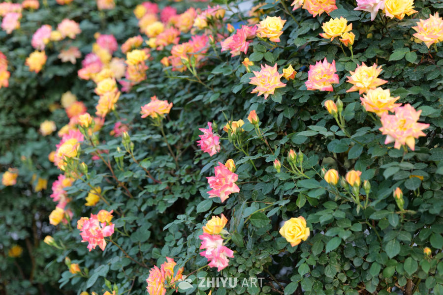 月季花 58