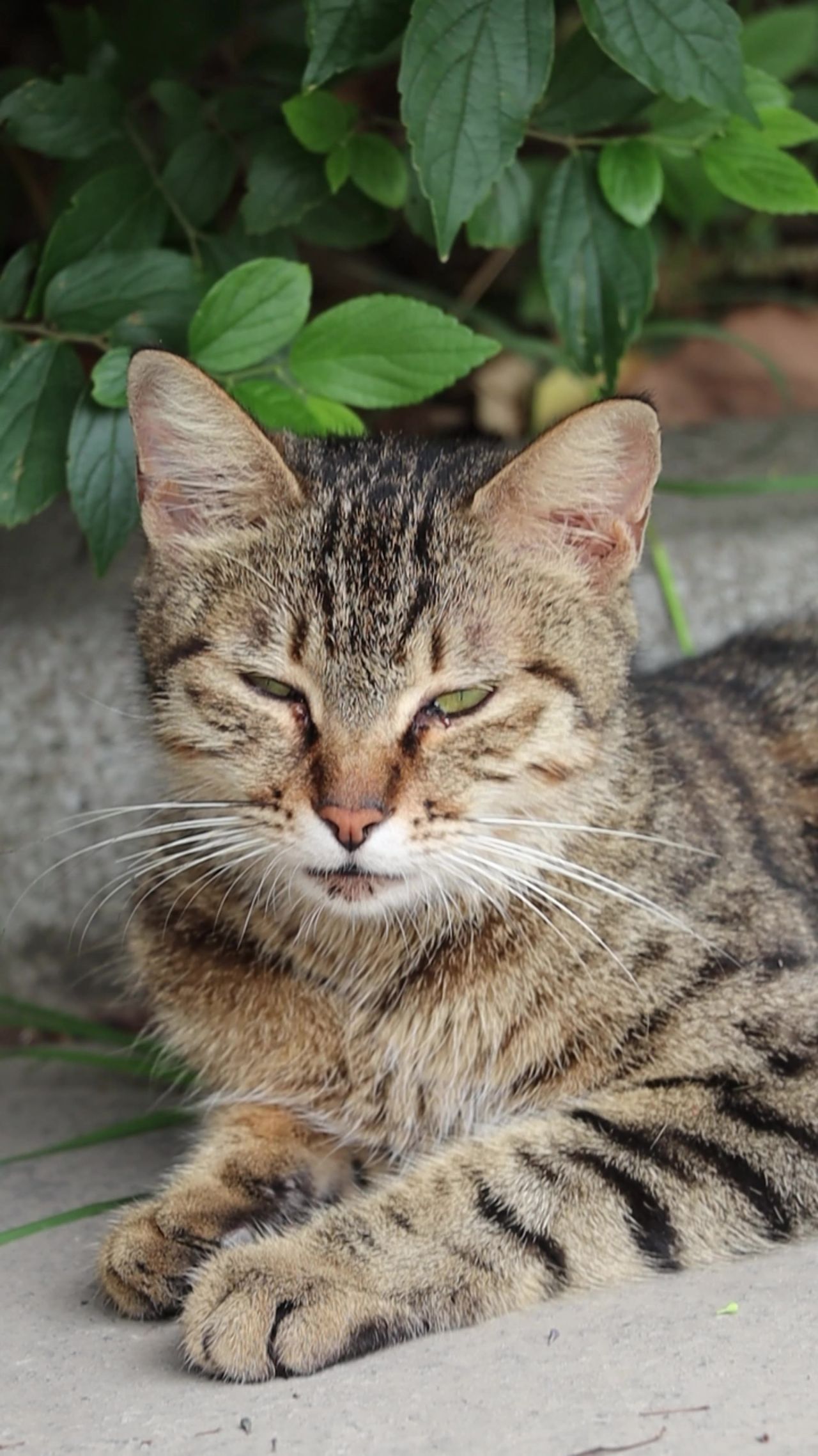 校园中闭目养神的小猫咪