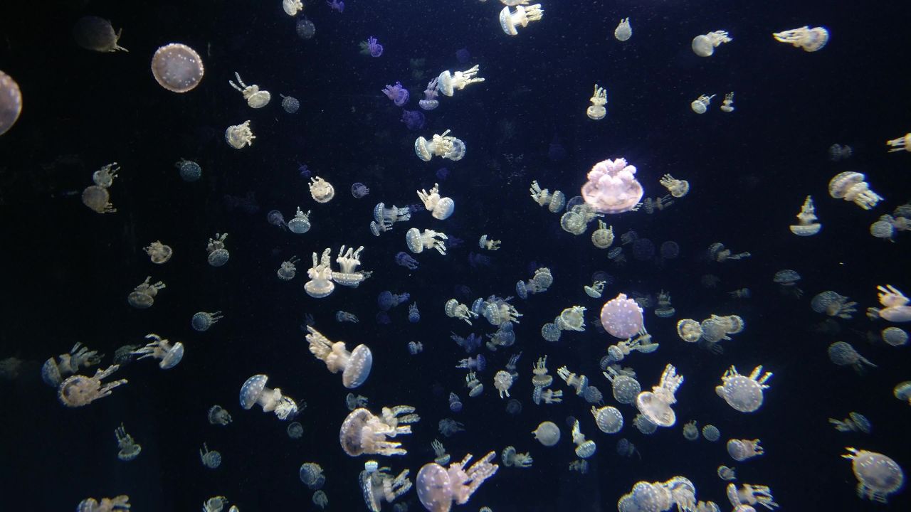 海蜇动物水水下