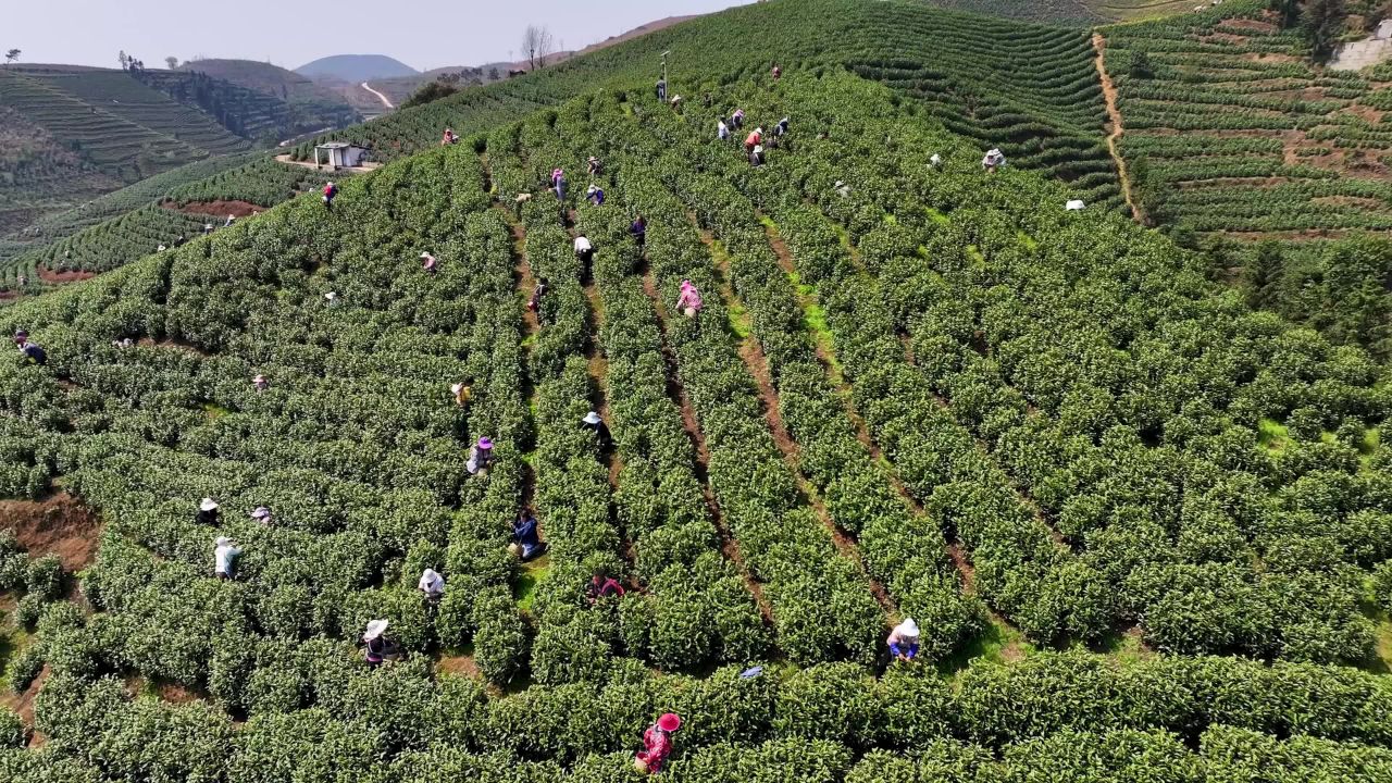 【4k合集】航拍春天茶山采茶