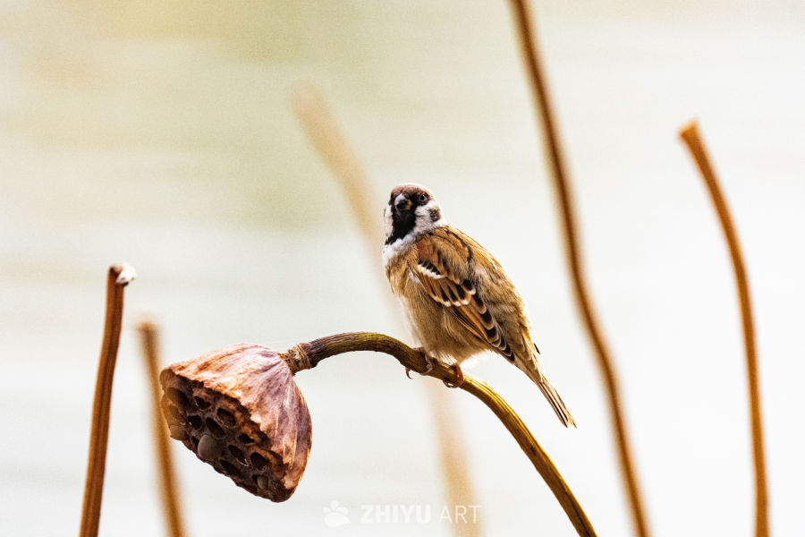 麻雀栖息莲蓬上