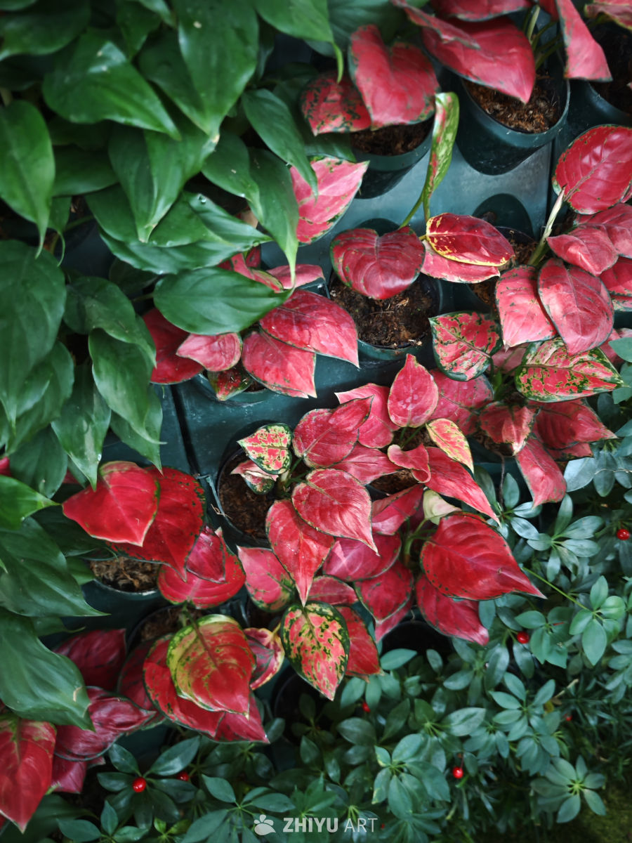 红绿相间的盆栽植物