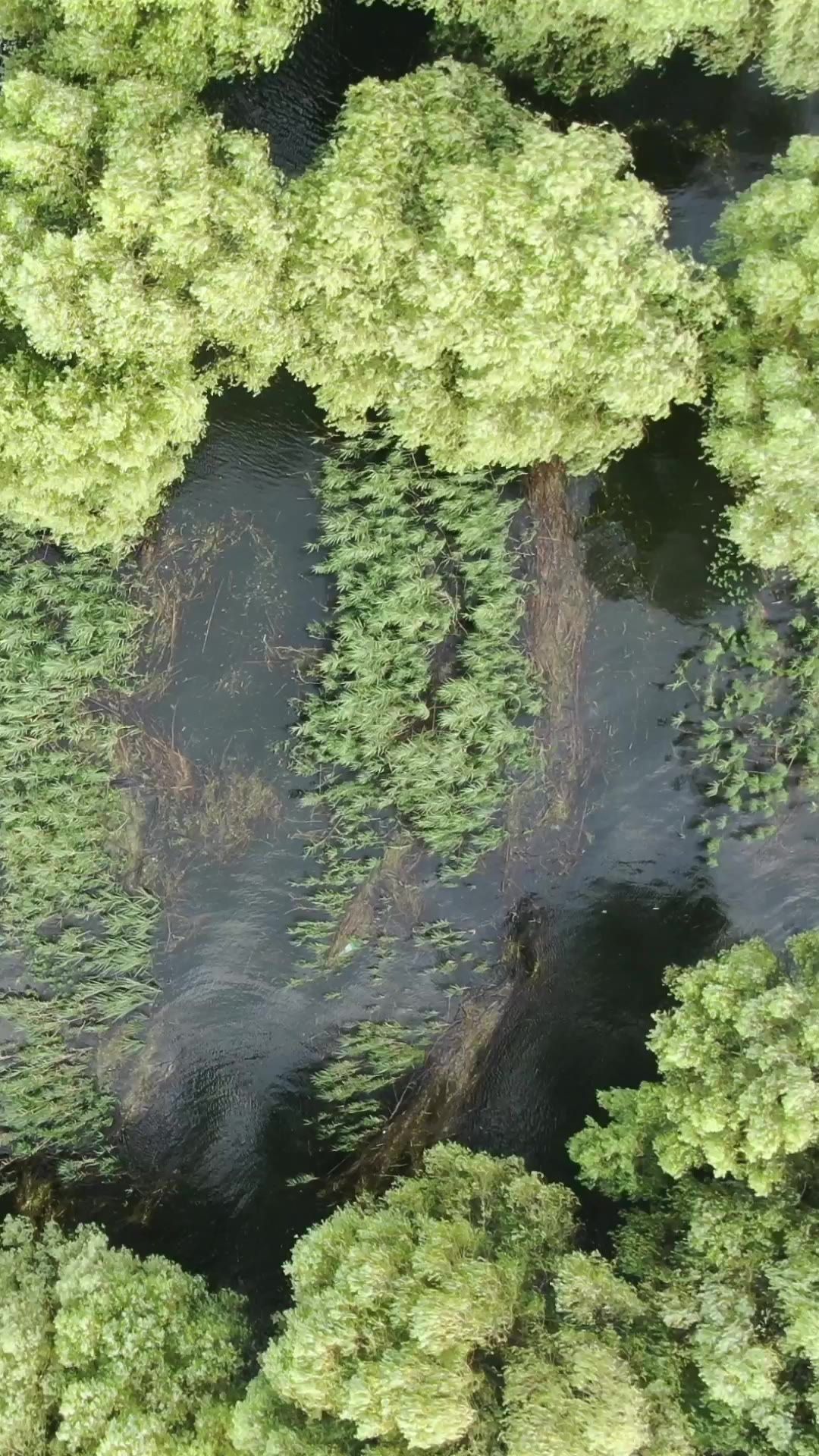 航拍被水淹没森林植物