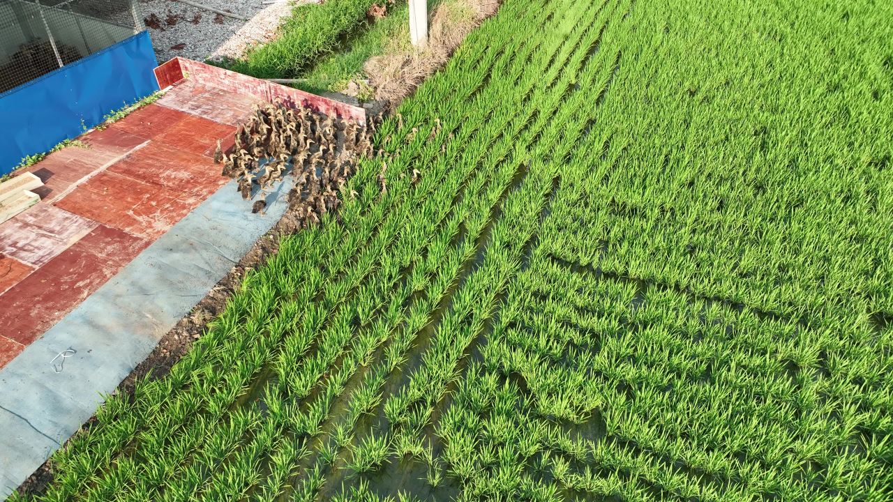 稻鸭共养