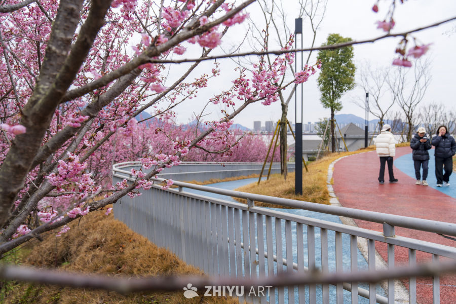 樱花盛开的步道