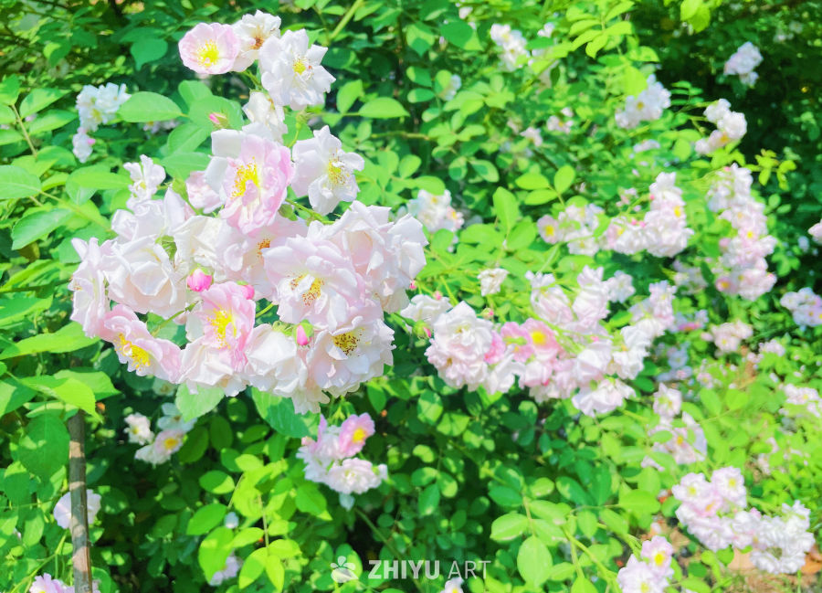 春季花卉 32