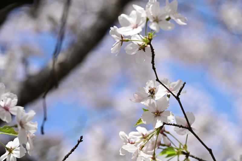 春天的染井吉野樱花上一只蜜蜂在采蜜