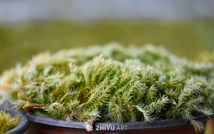 苔藓植物种植 33