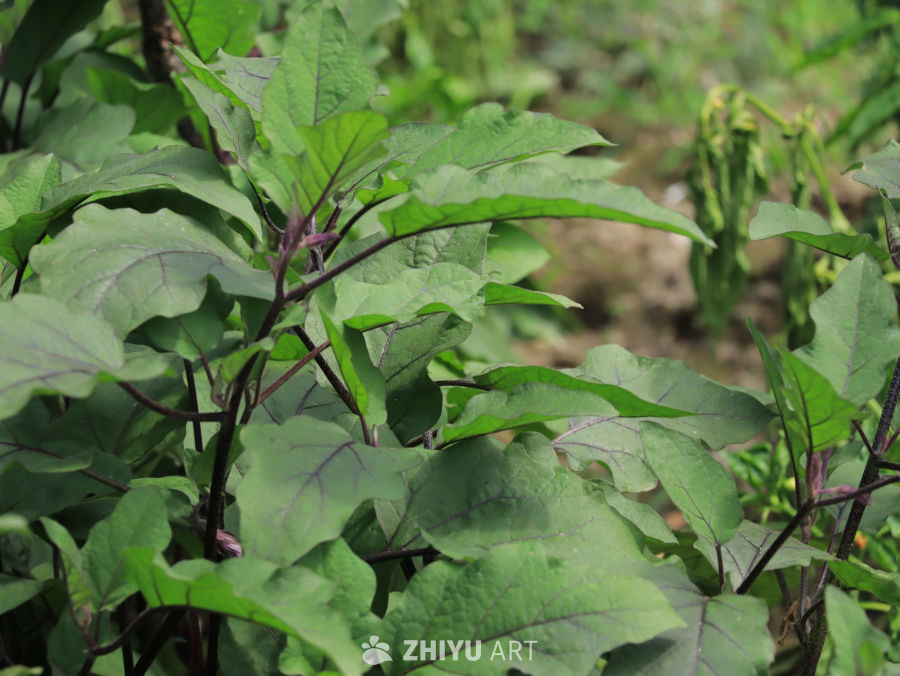 绿意盎然的茄子田