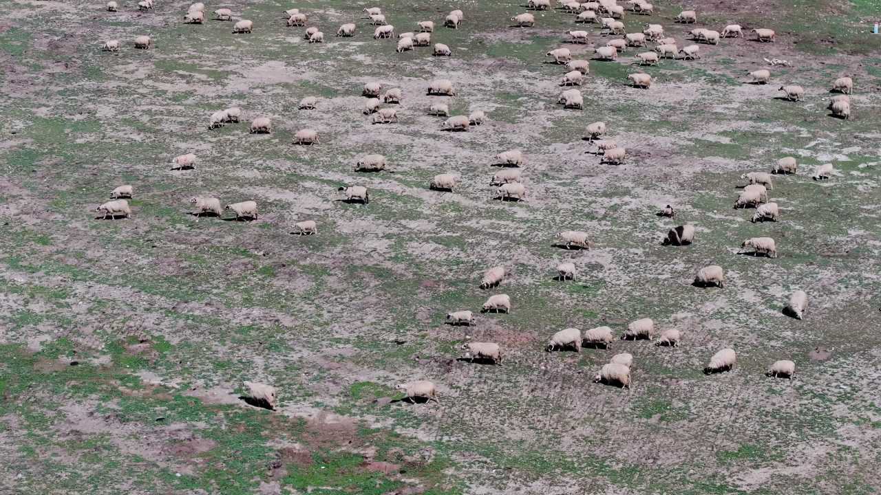 草原上成片的羊群航拍