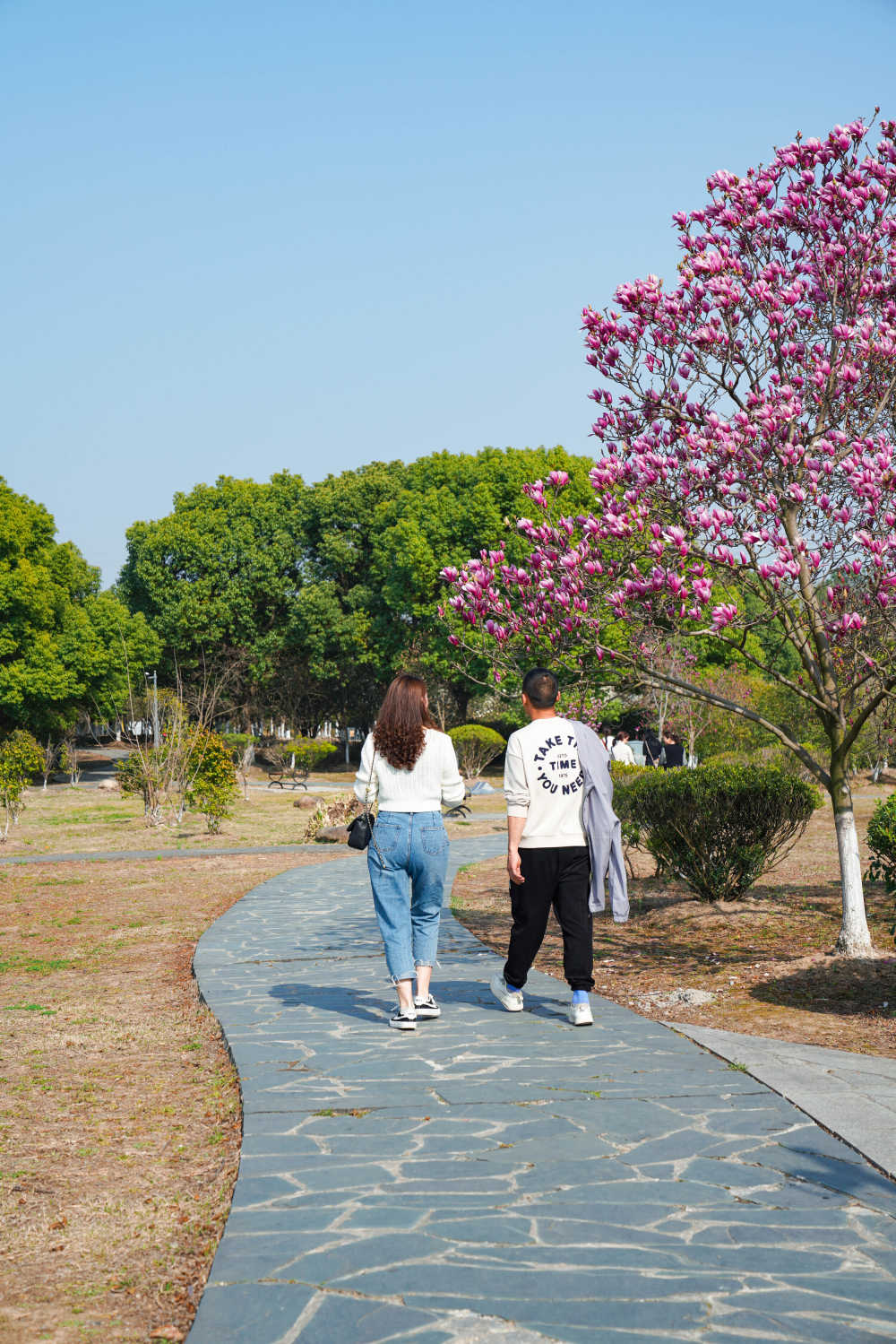 春天的那些花儿