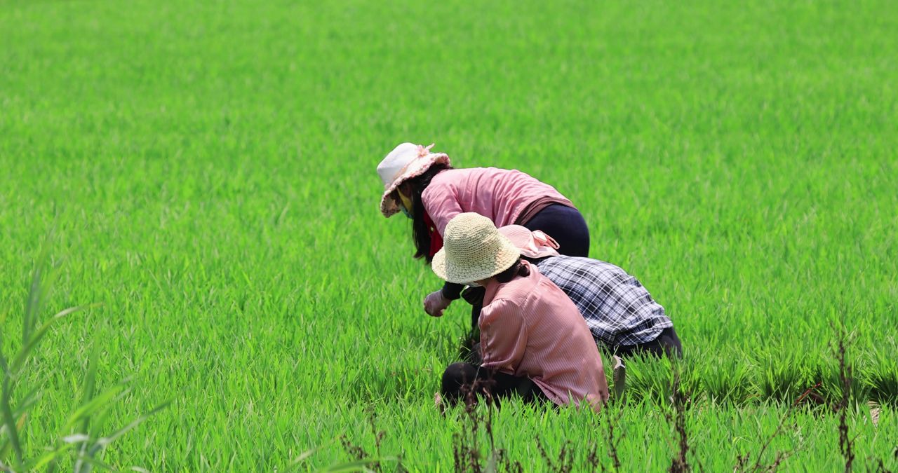 实拍4k农民种植水稻