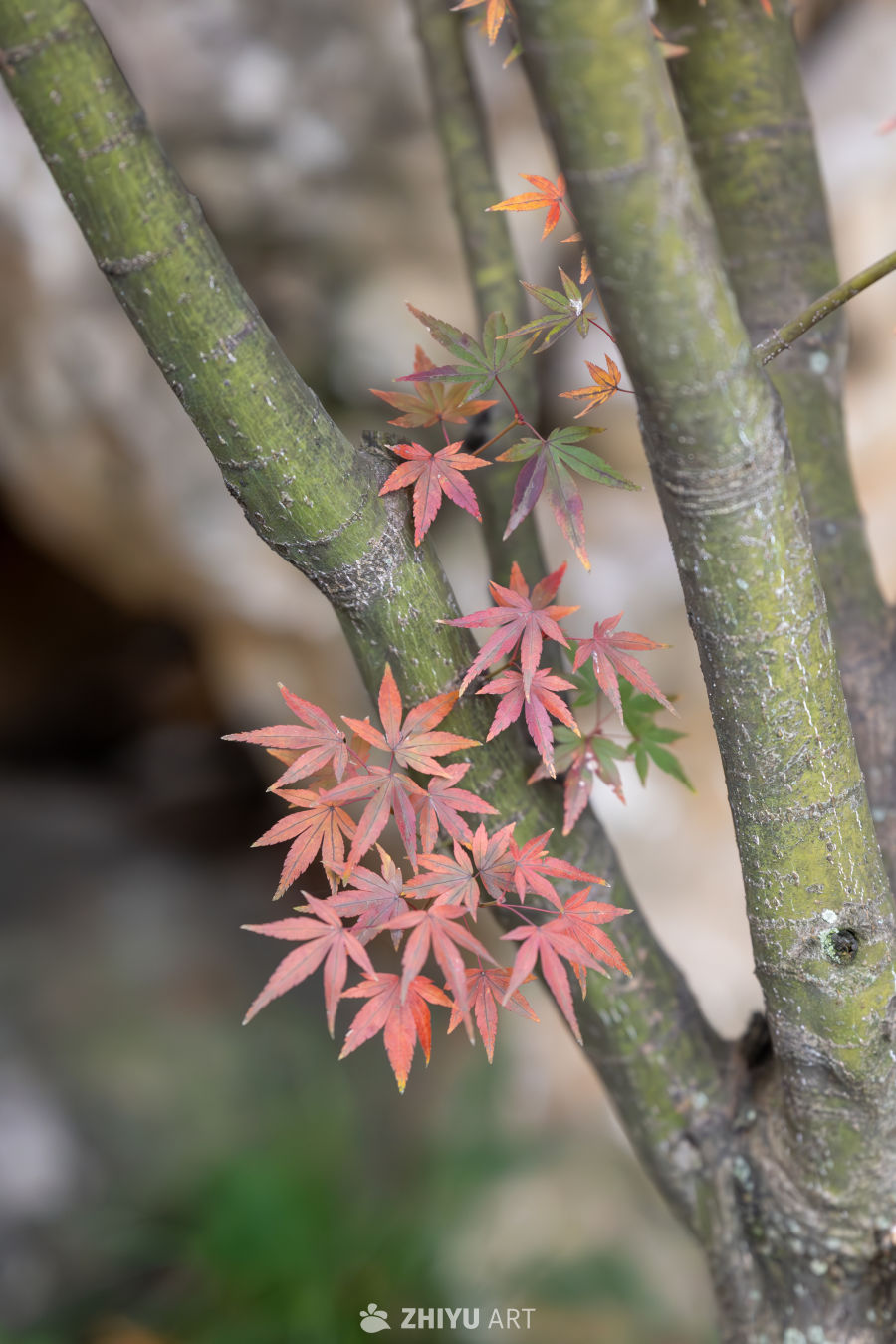 秋日枫叶的温暖色彩
