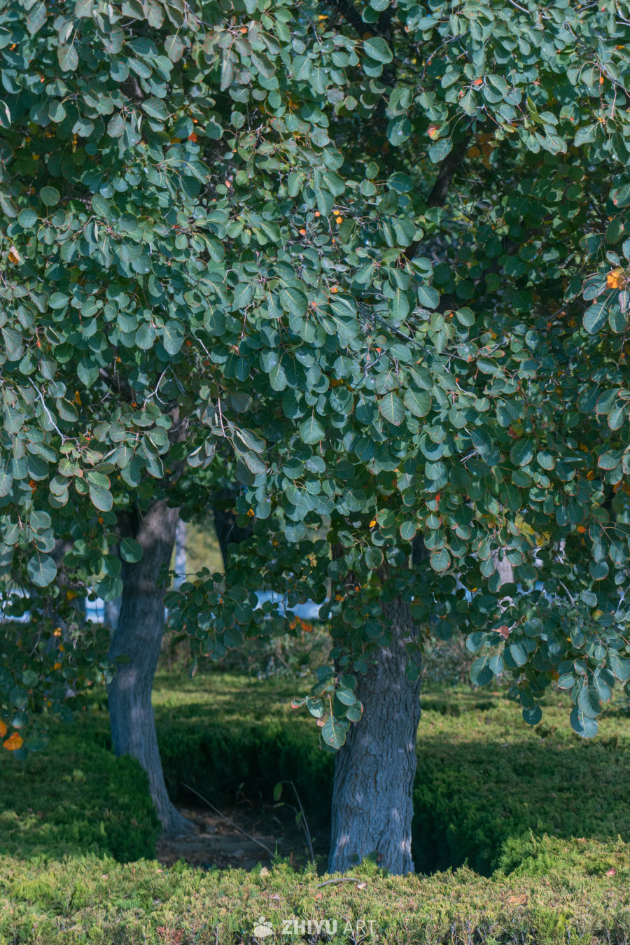 秋日绿树静谧景