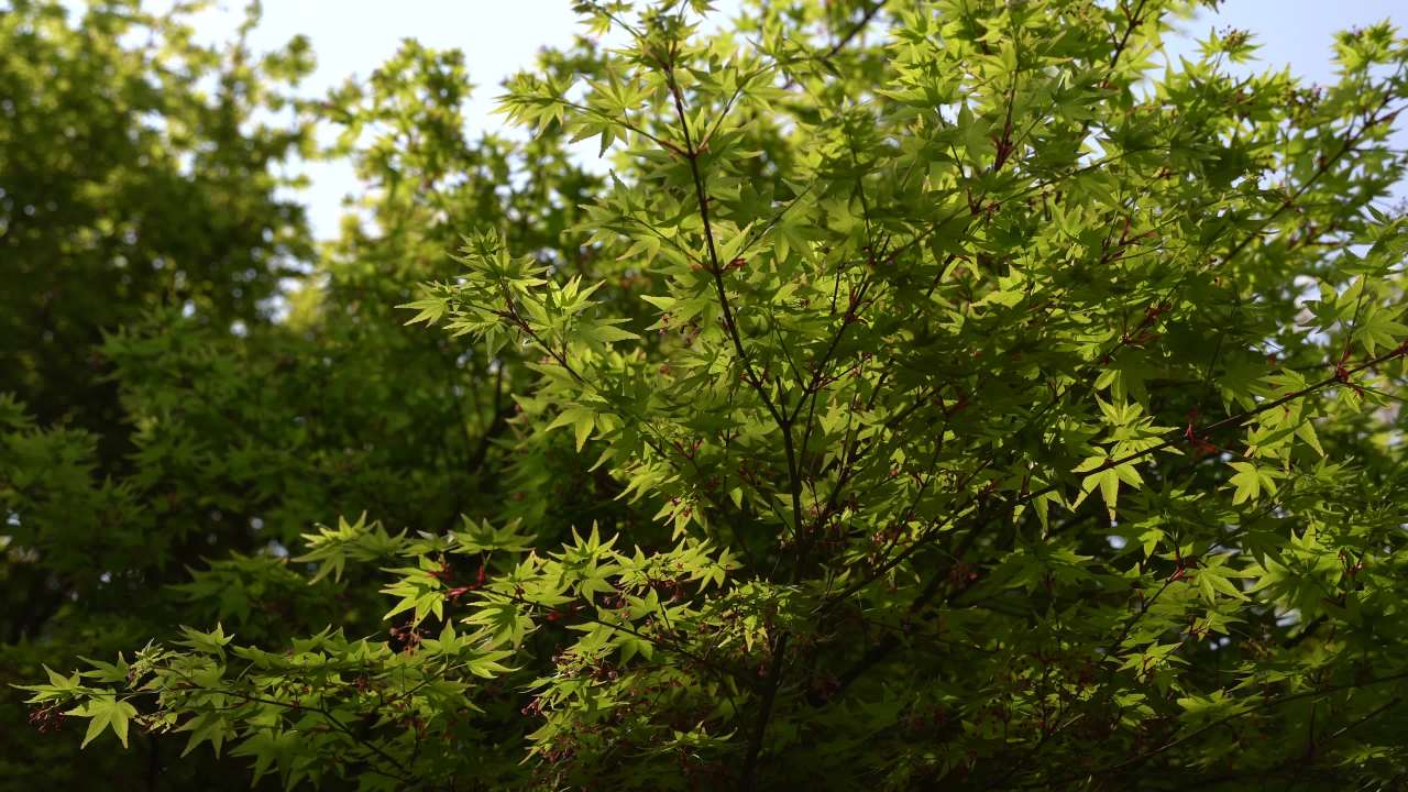 植物园 10