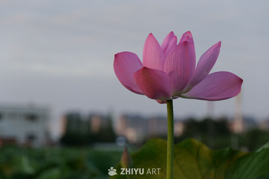 荷花 19