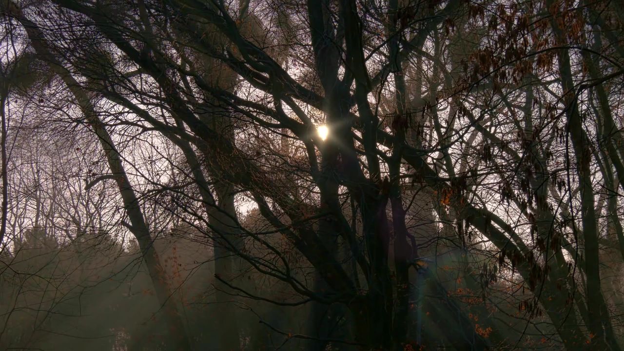 森林树黑暗气氛