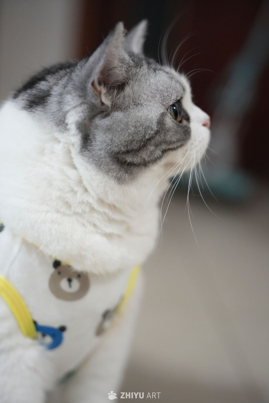 猫咪 37