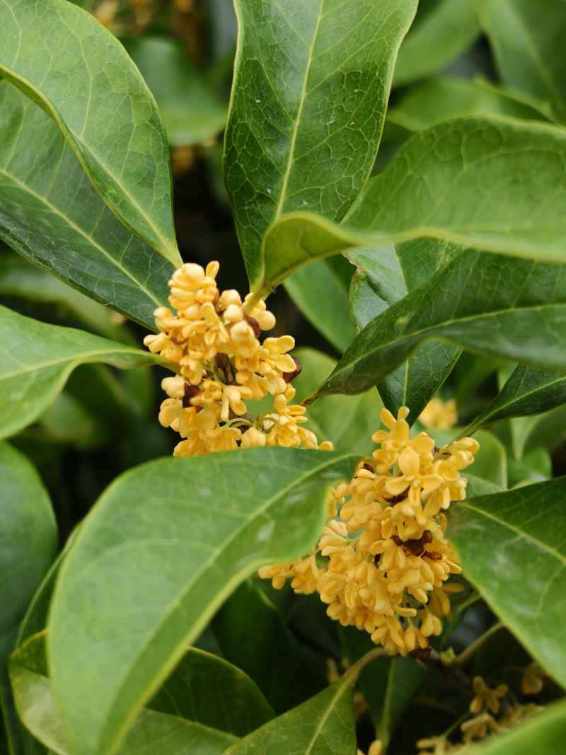 桂花飘香秋意浓