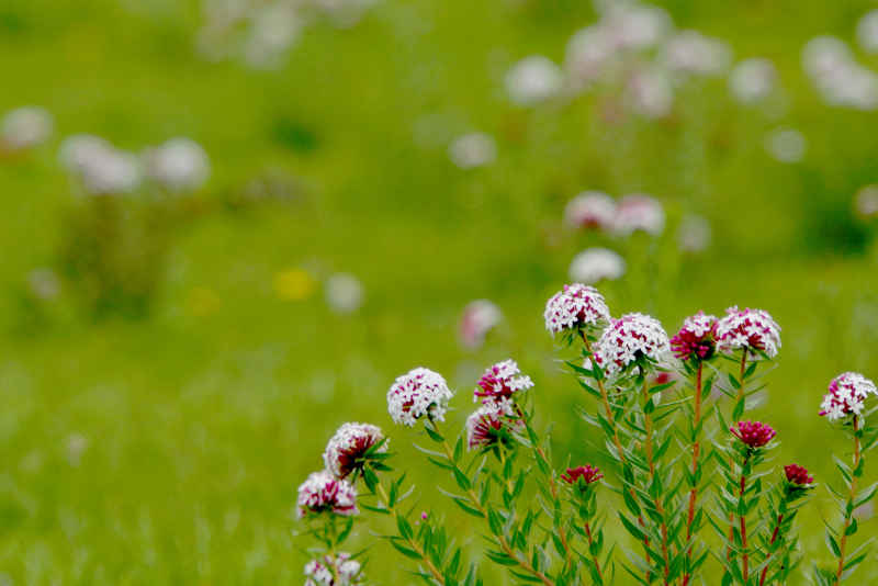 狼毒花