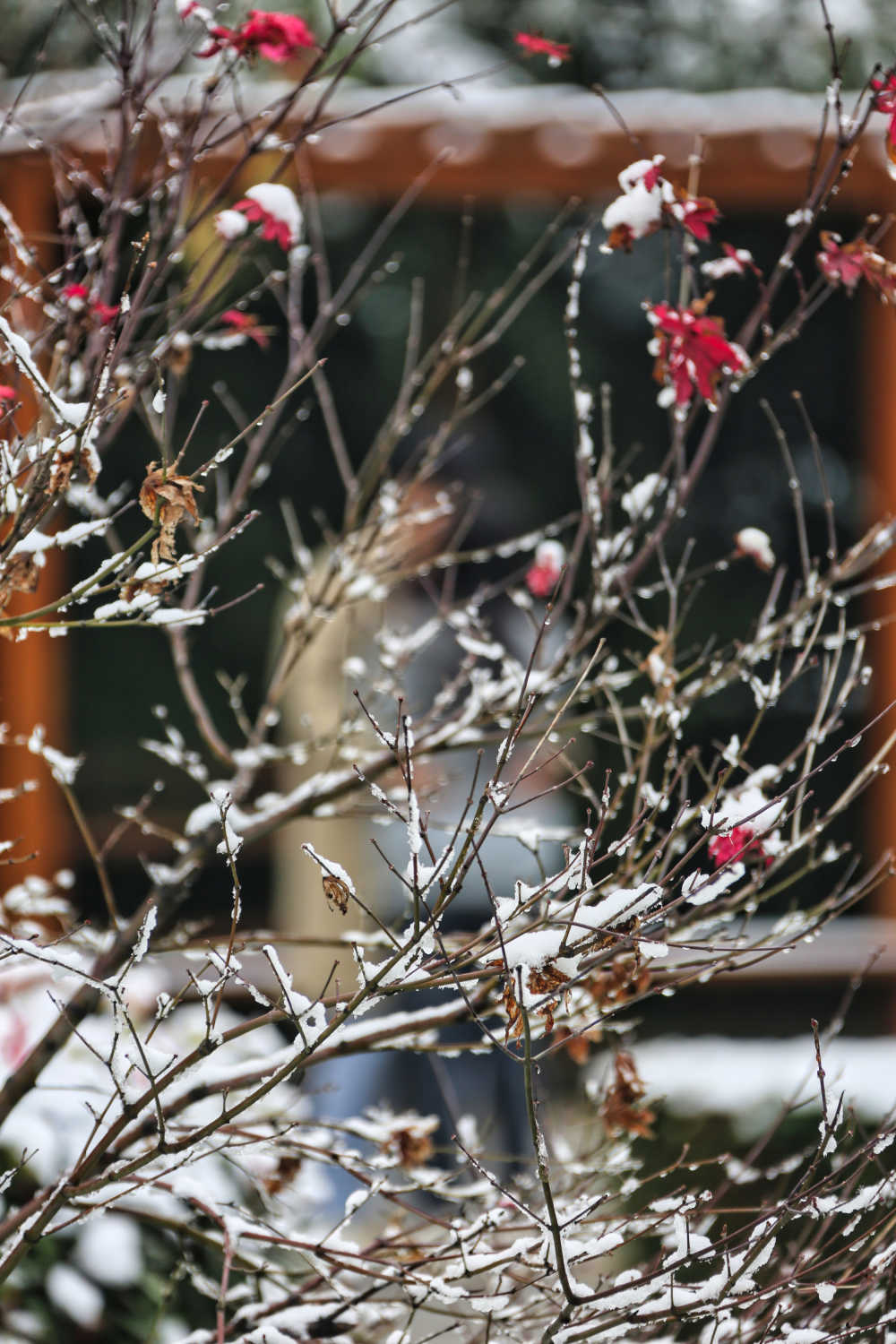 初雪与爱情