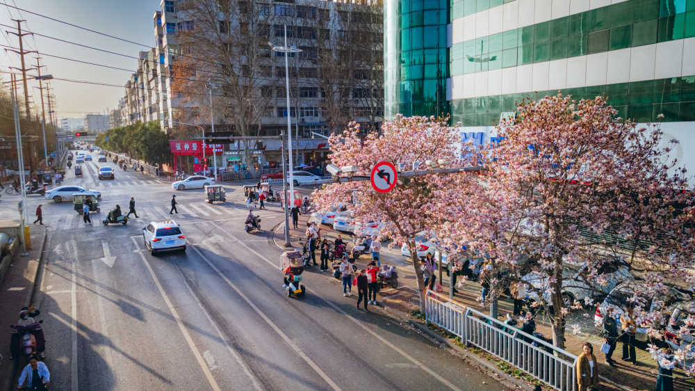 平顶山湛北路玉兰花