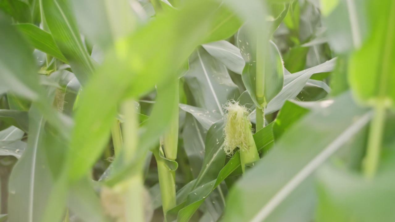 立秋时节授粉期的玉米升格视频 4