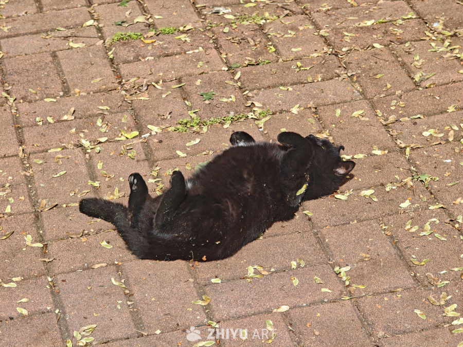 黑猫仰卧晒太阳
