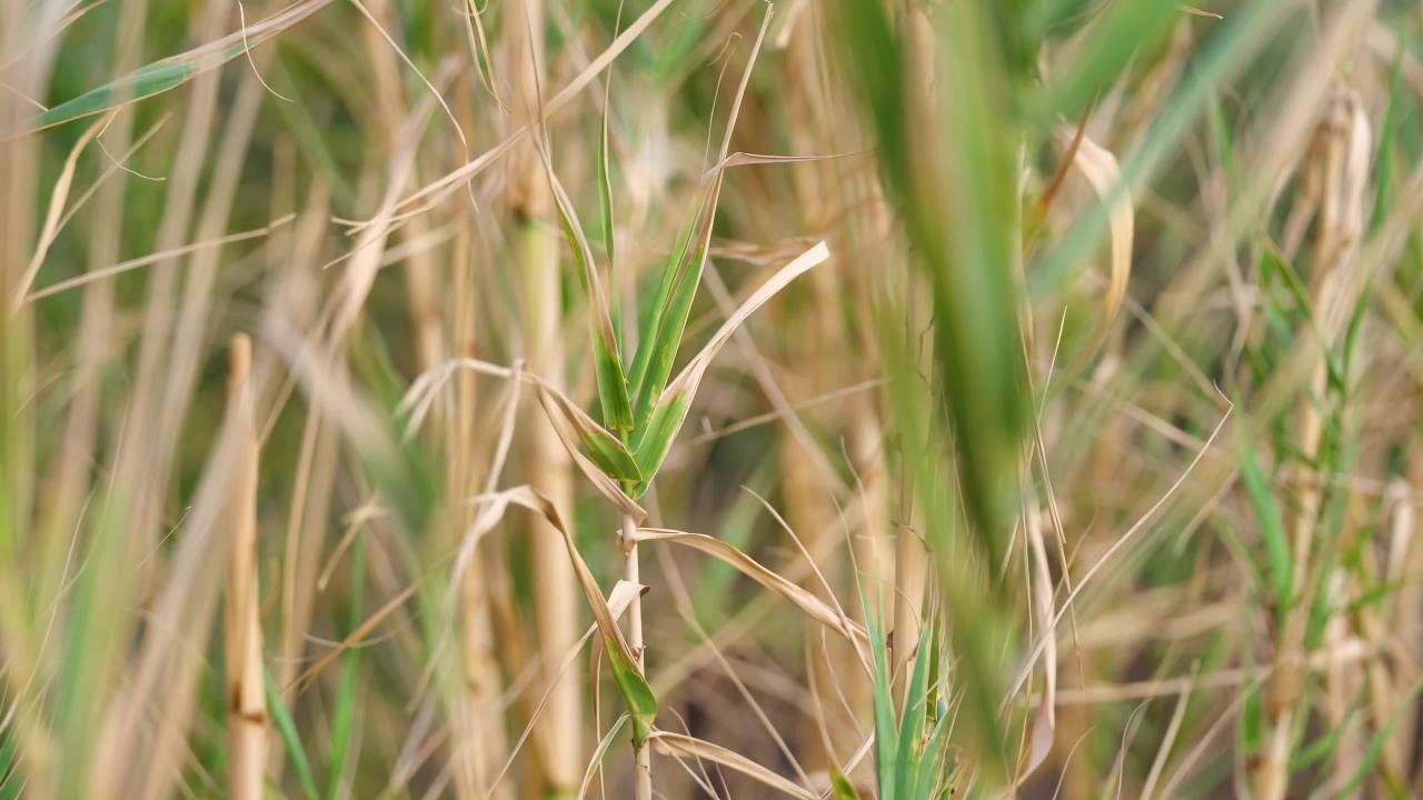 风吹草动